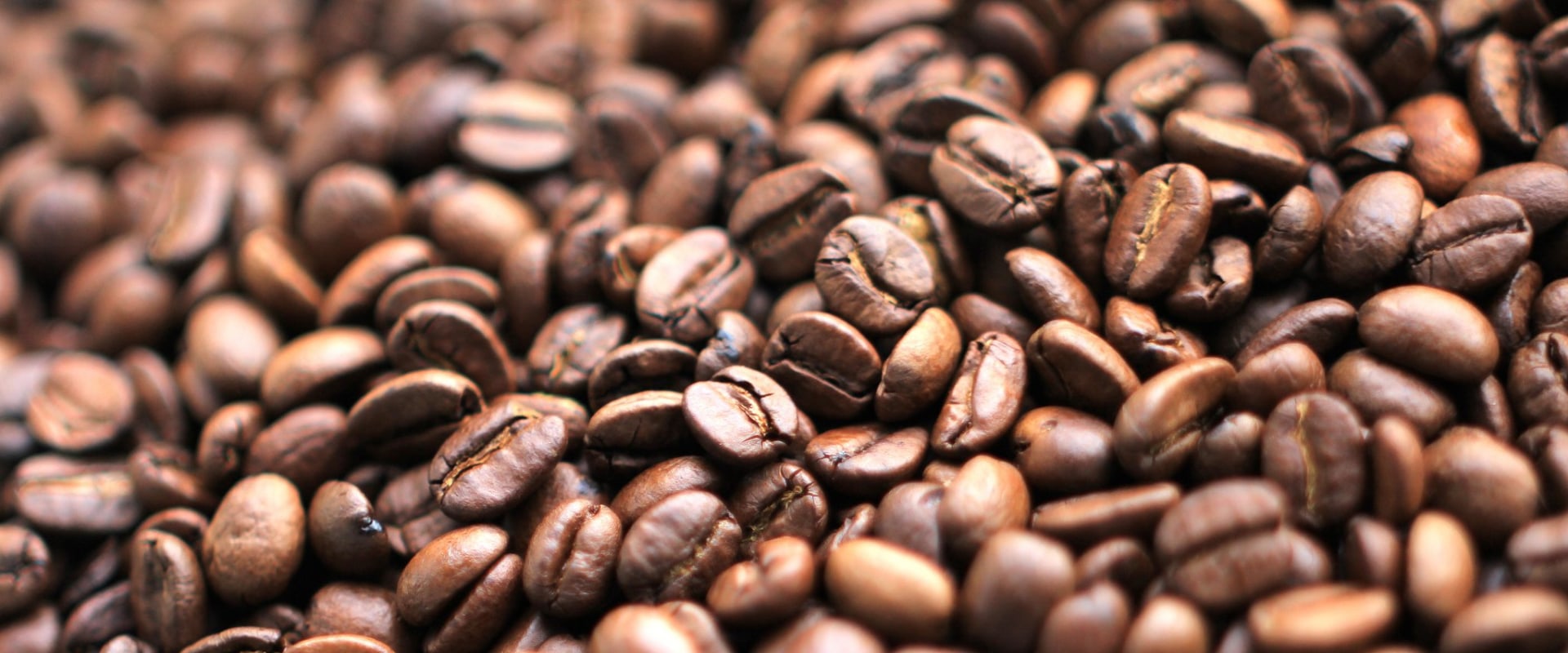 What are the 2 types of coffee beans?