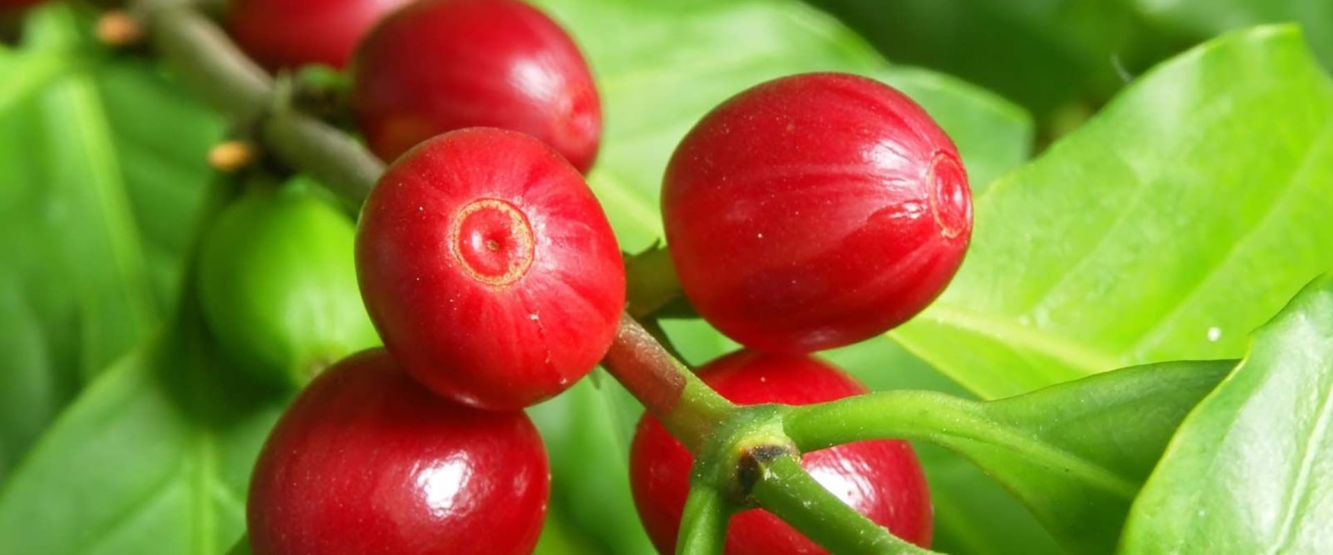 What are the two main coffee trees?