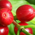 What are the Two Main Types of Coffee Trees?